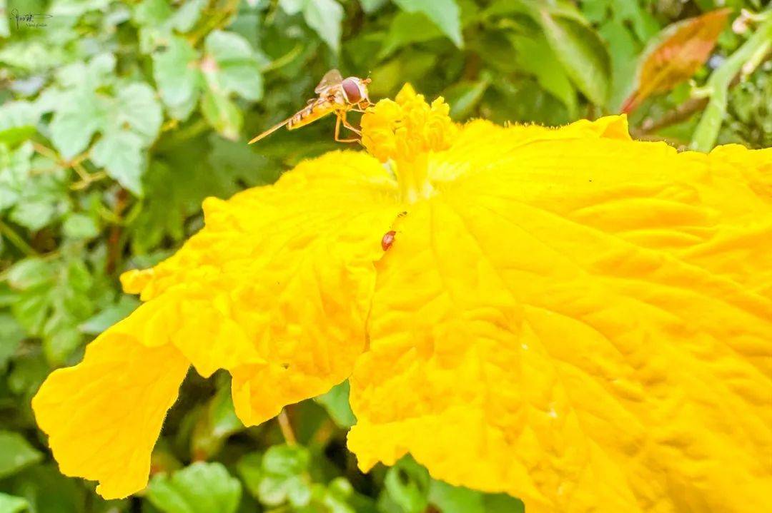 苹果版的丝瓜视频丝瓜视频破解版iOS