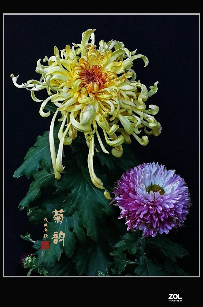 菊花电影手机版首页菊花影院在线观看电影-第2张图片-太平洋在线下载