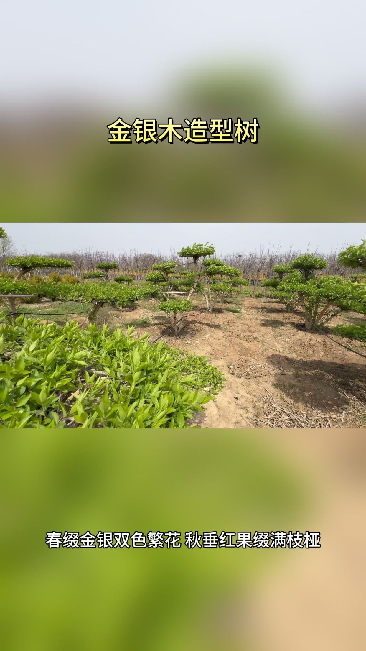 苗木手机客户端识别苗木的手机软件
